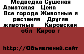 Медведка Сушеная Азиатская › Цена ­ 1 400 - Все города Животные и растения » Другие животные   . Кировская обл.,Киров г.